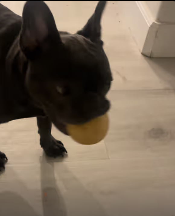 Has Anyone Seen Notorious Potato Thief? Leave Info Leading to Arrest in Comments !!!